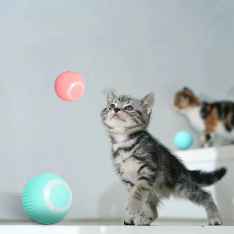 WhiskerRoll™ - Aktivieren Sie die natürlichen Instinkte Ihrer Katze! | 50% RABATT