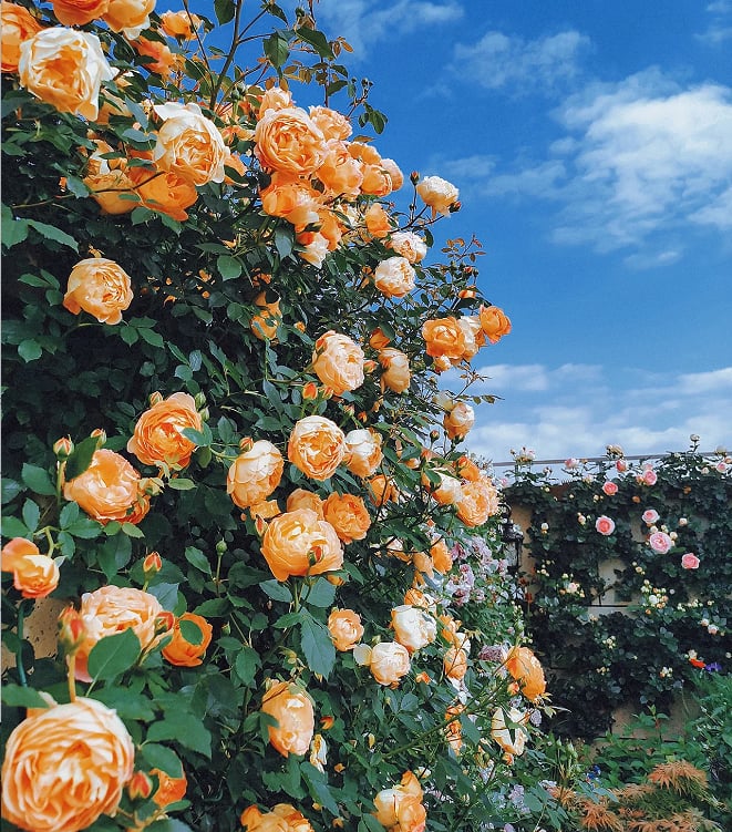 1+1 GRATIS | BloomVine™ — Verwandeln Sie Ihren Raum in eine üppige, romantische Gartenoase