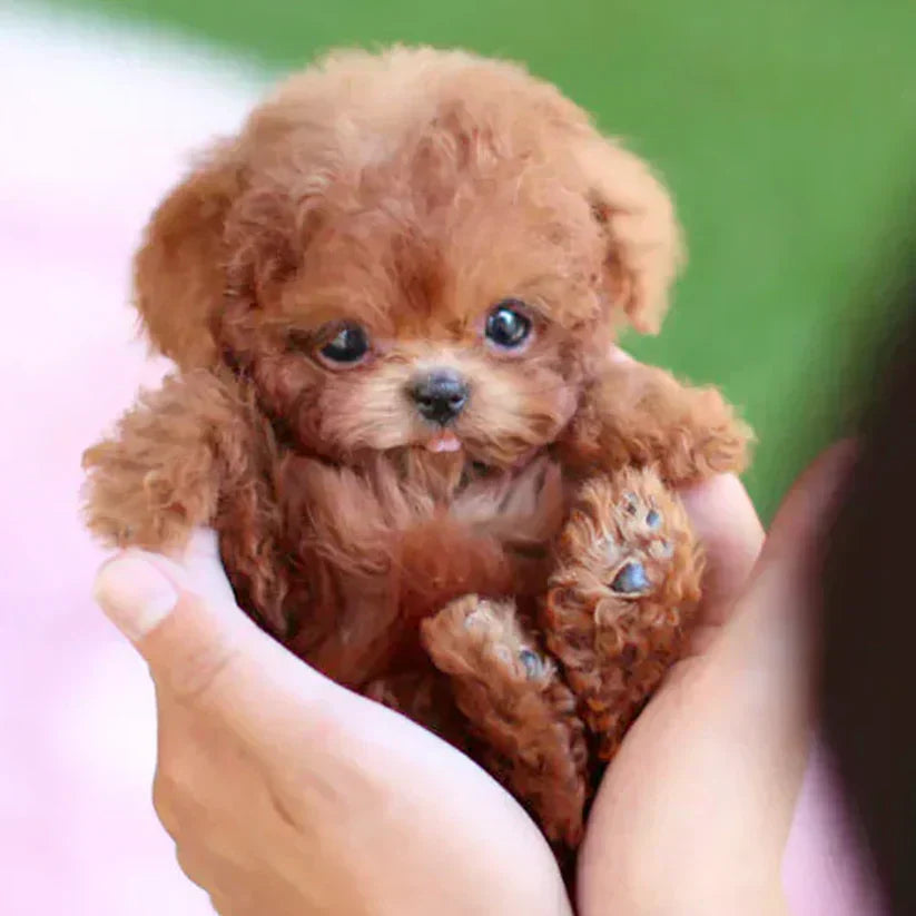 Barkonix® | Interactive Robotic Puppy