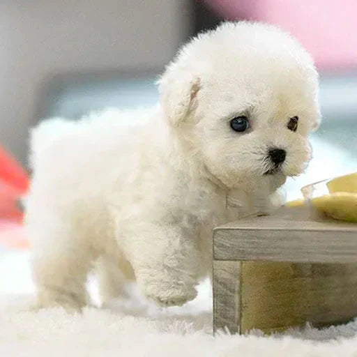 Barkonix® | Interactive Robotic Puppy