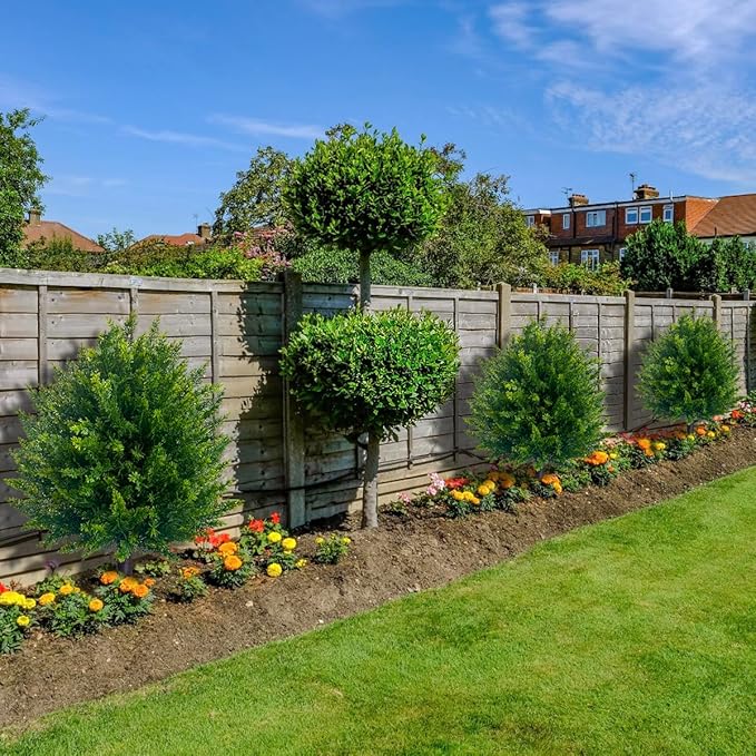 CedarLux® | Zedern Kugelbaum