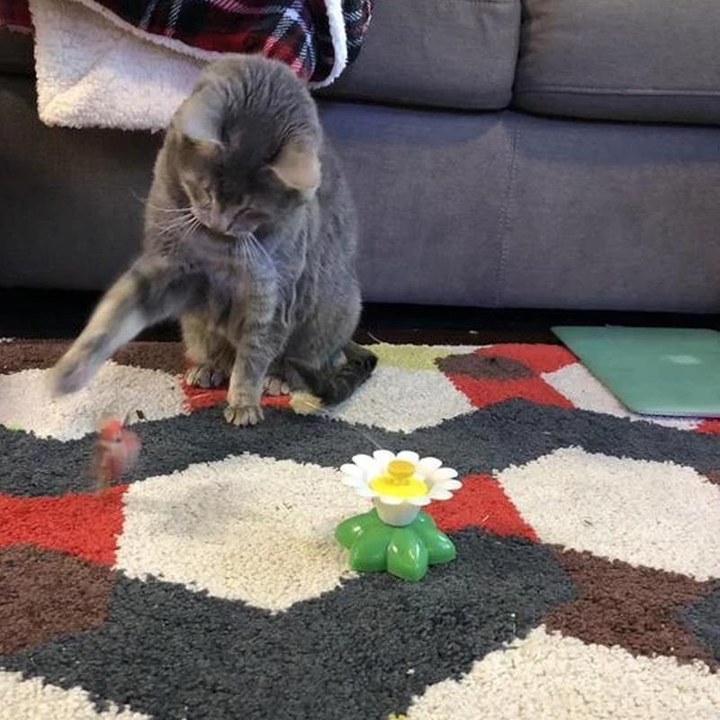 1+1 GRATIS | ButterFly™ - Stundenlanger Spaß für Ihre Katze