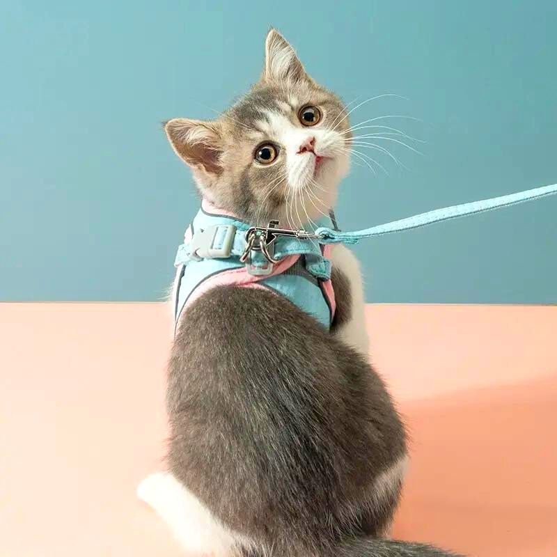 PawGuard Harness - Bequemes Katzengeschirr mit reflektierenden Streifen für sichere Nächte
