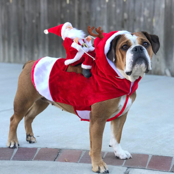 SantaPup® | GlowDog Deko-Hund Weihnachten – 50 % Rabatt jetzt sichern