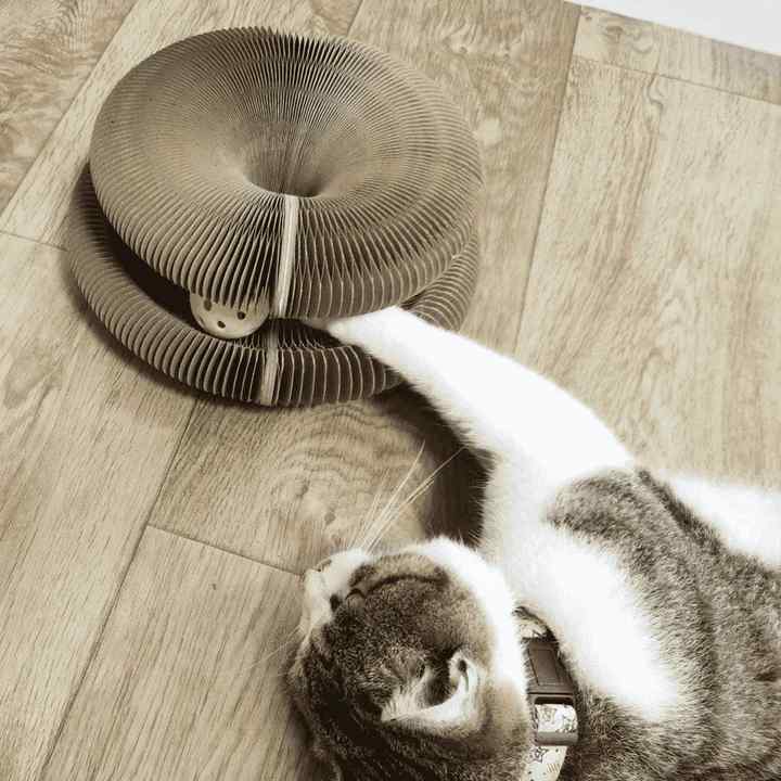 ScratchSafe® | Möbel schützendes Katzenspielzeug