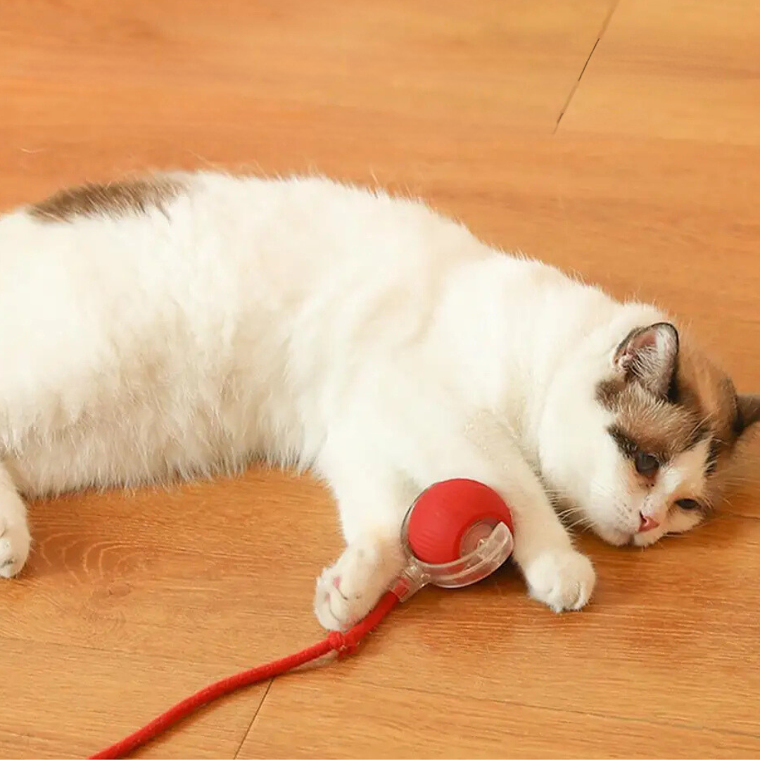 Katzenspielzeug Ball mit Seil, interaktives Spielzeug für Katzen zur Beschäftigung und zum Krallenwetzen, robustes Haustier Spielzeug für aktive Stubentiger