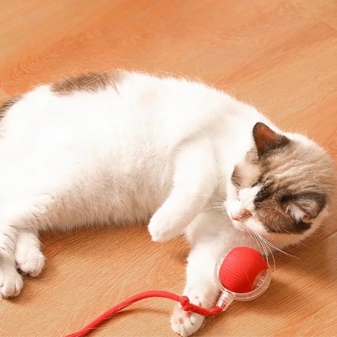 Katzenspielzeug Ball mit Seil, interaktives Spielzeug für Katzen zur Beschäftigung und zum Krallenwetzen, robustes Haustier Spielzeug für aktive Stubentiger