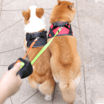 50% RABATT | PawBeam® | Doppelt gewickelte Hundeleine mit Taschenlampe