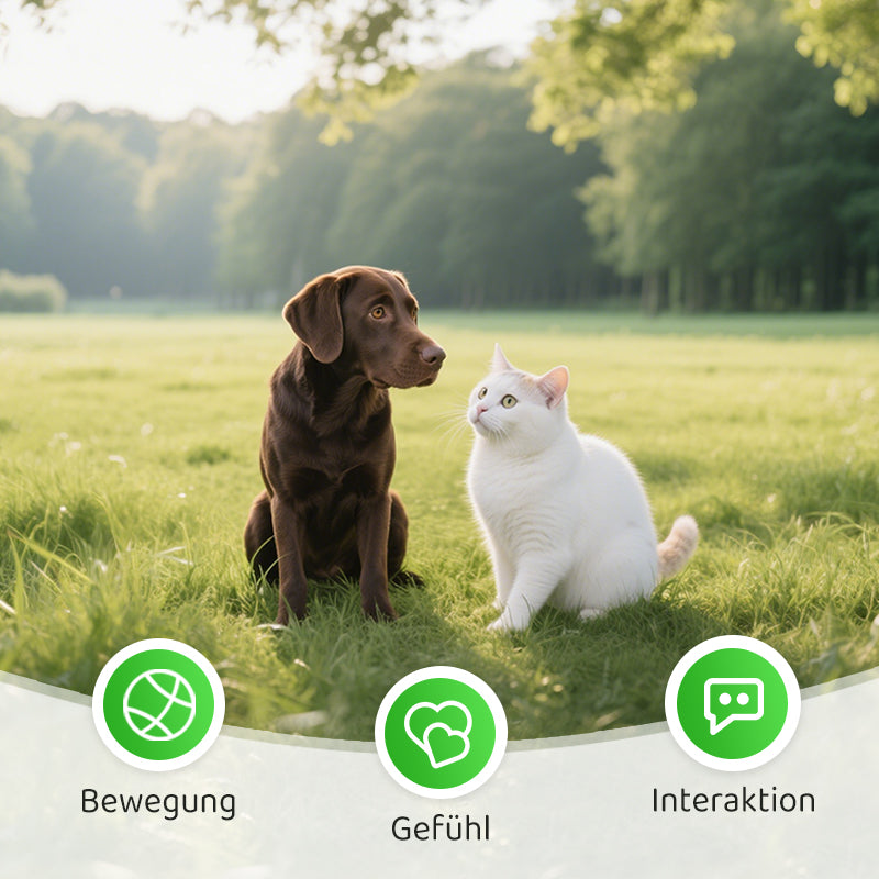 1+1 GRATIS | ZoomWhisk™ | Spannender Quarz-Klang