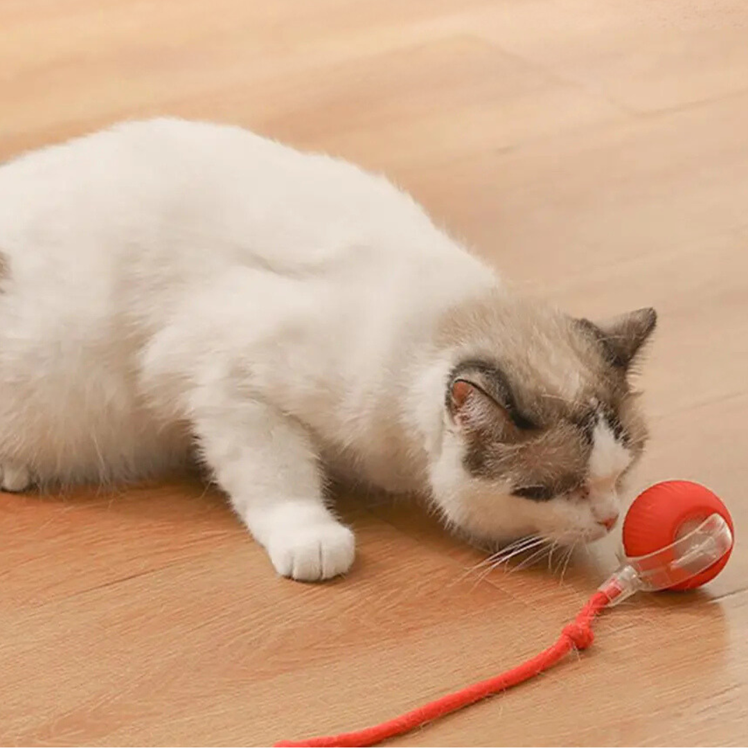 Katzenspielzeug Ball mit Seil, interaktives Spielzeug für Katzen zur Beschäftigung und zum Krallenwetzen, robustes Haustier Spielzeug für aktive Stubentiger